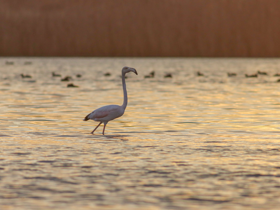 Flamingo