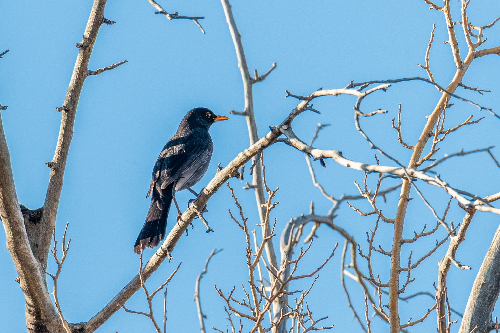 Karatavuk