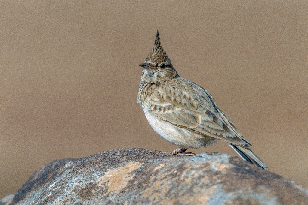 Tepeli Toygar