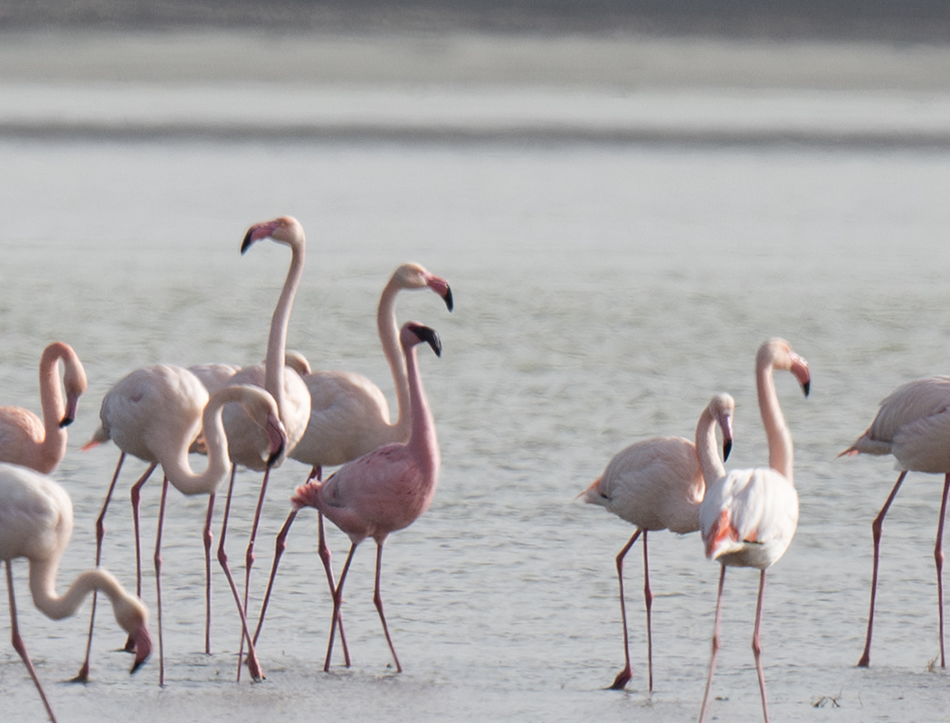 Lesser Flamingo