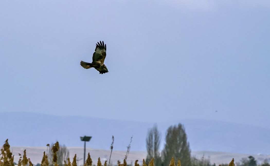 Western Marsh Harrier