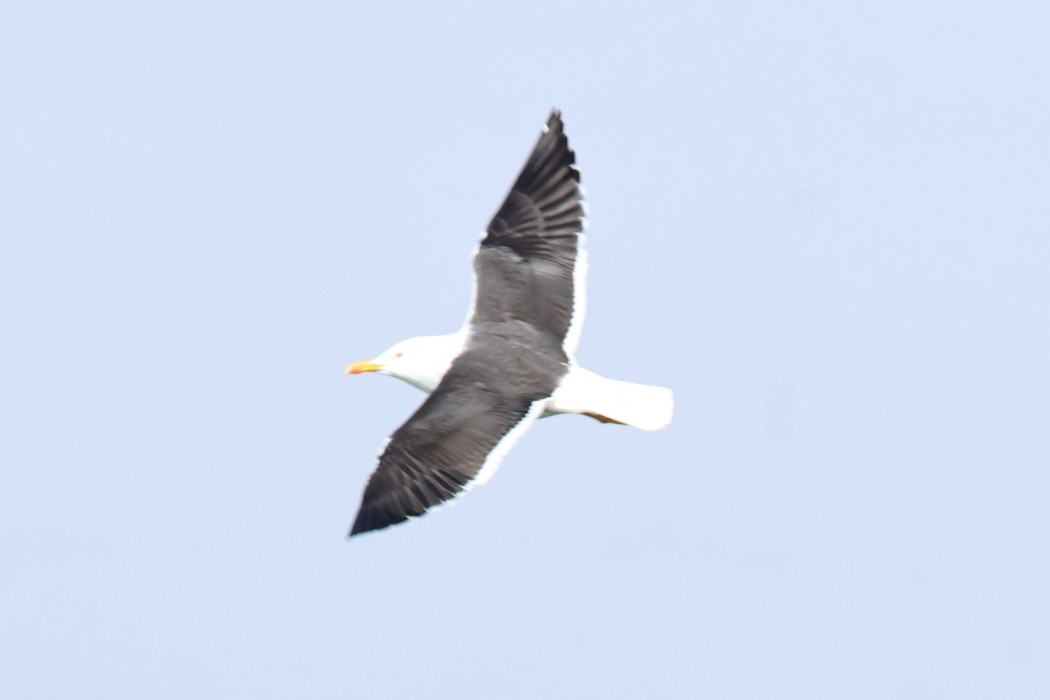 Lesser Black-backed Gull