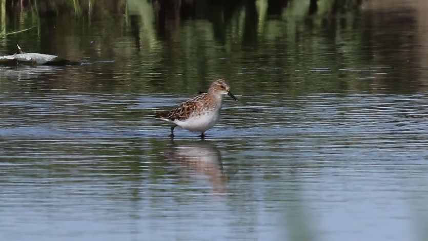 Little Stint