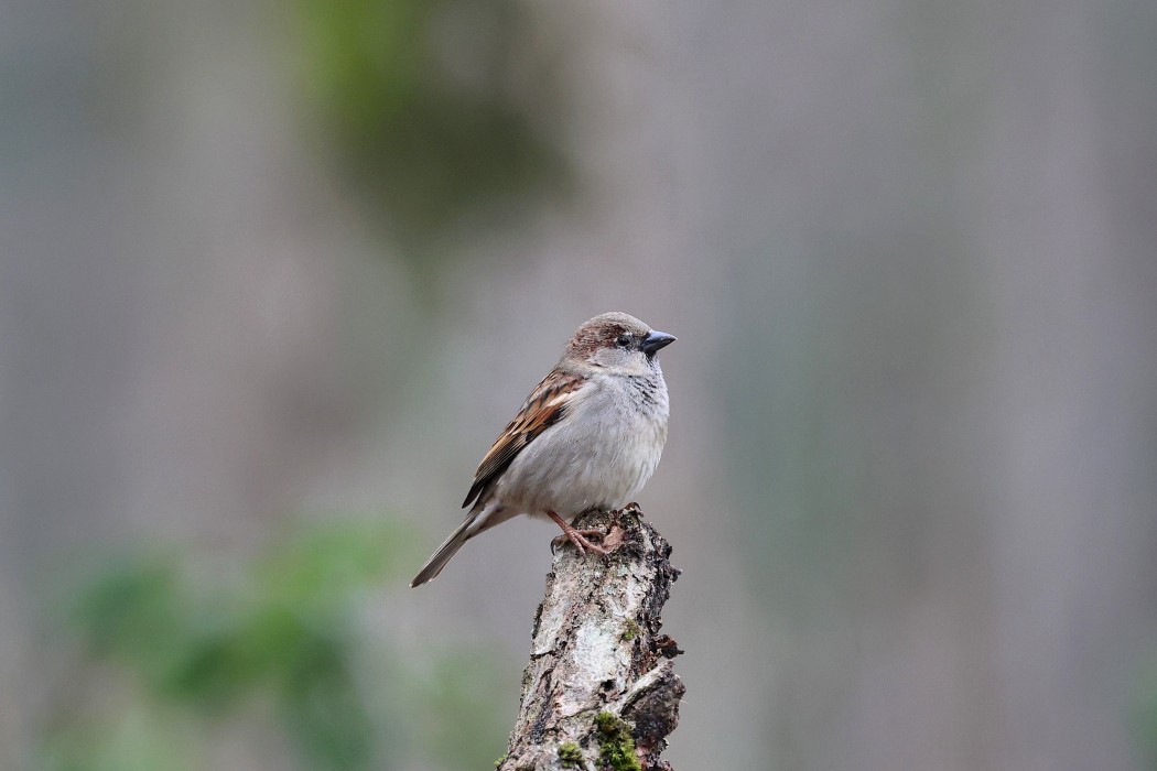 House Sparrow