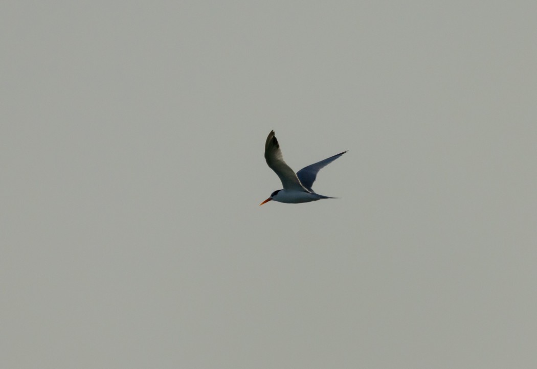 Lesser Crested Tern