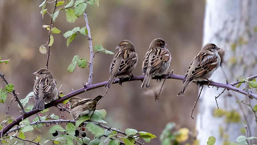 House Sparrow