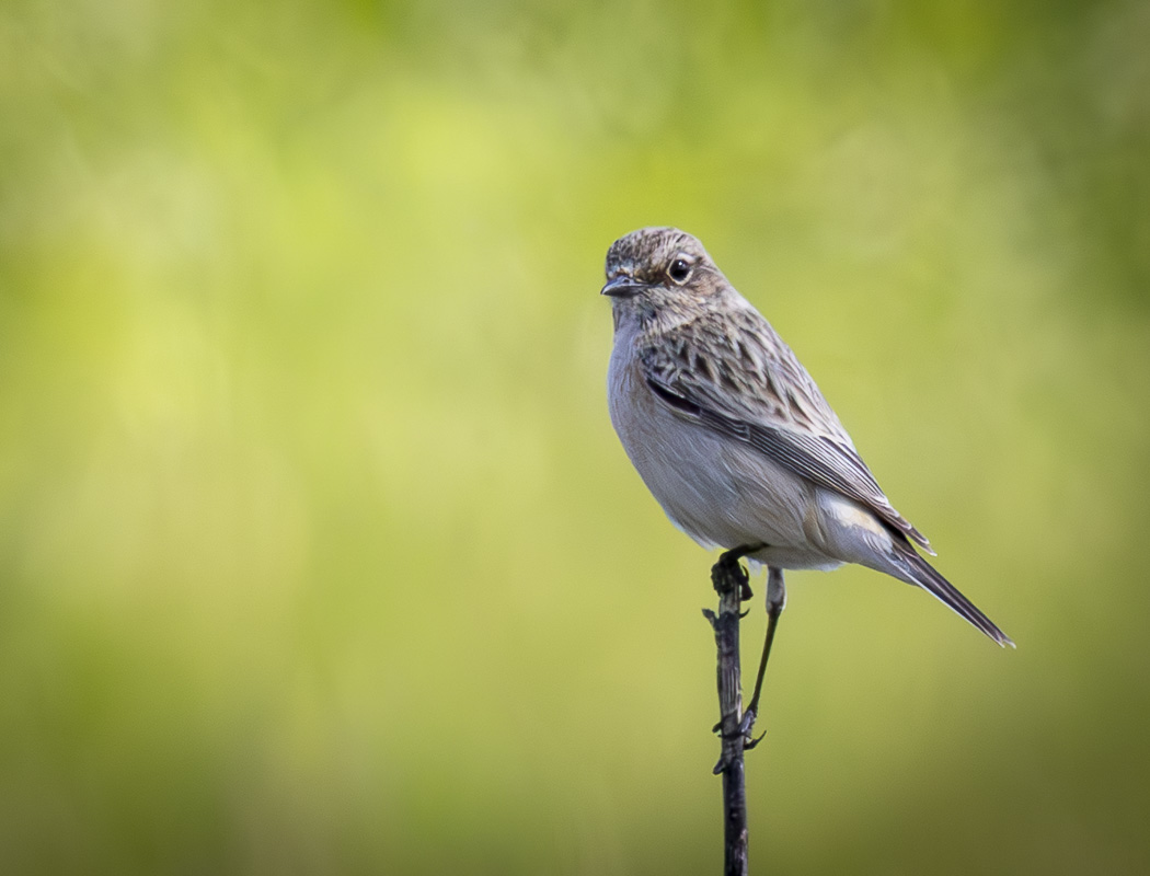 Whinchat