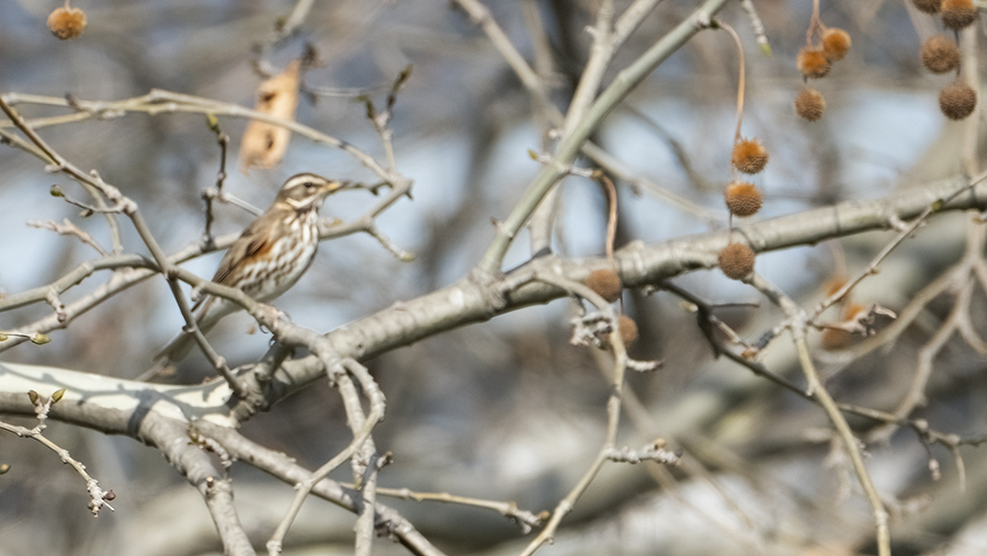 Redwing