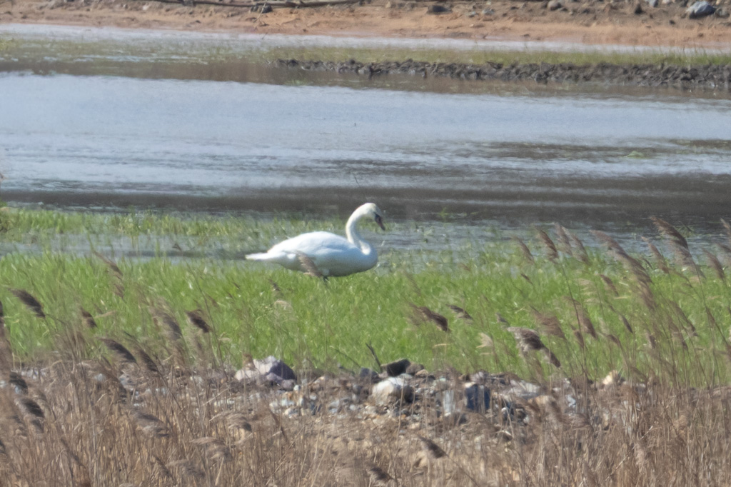Kuğu