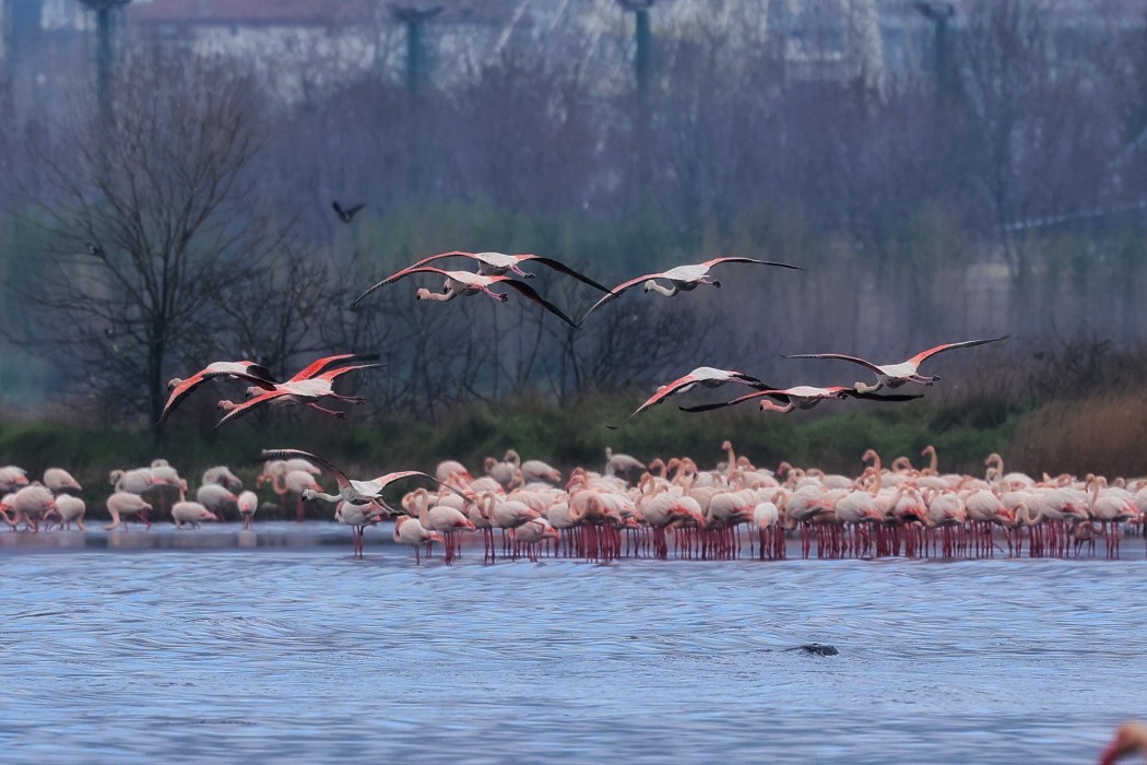 Flamingo