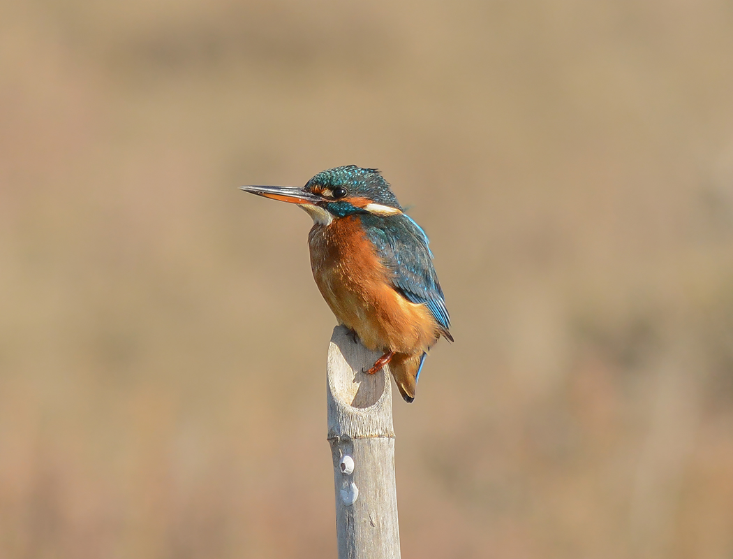 Common Kingfisher