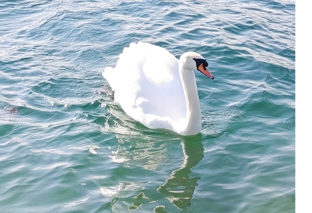Kuğu
