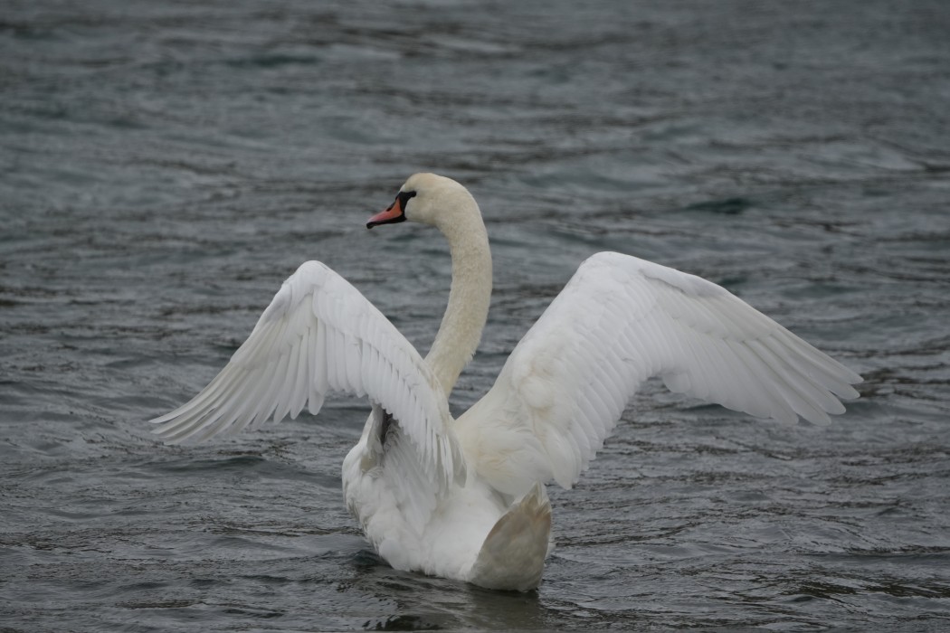 Mute Swan