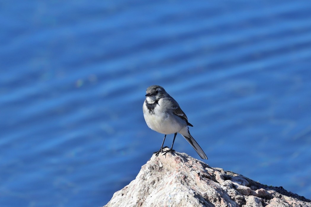 White Wagtail