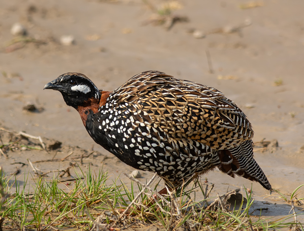 Black Francolin