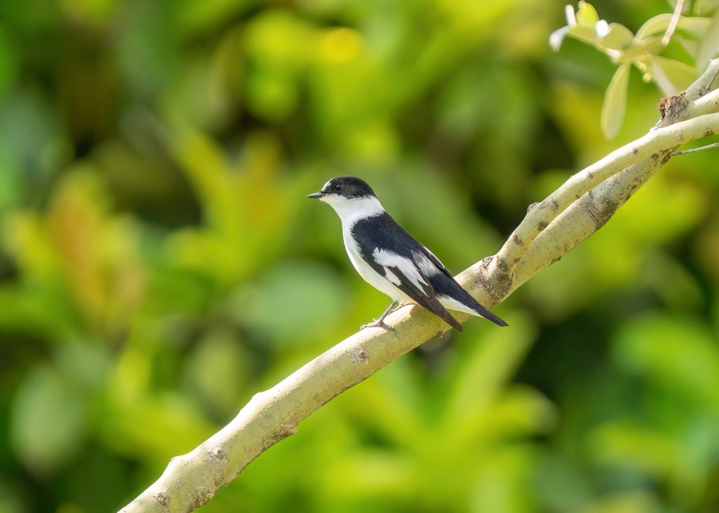 Collared Flycatcher