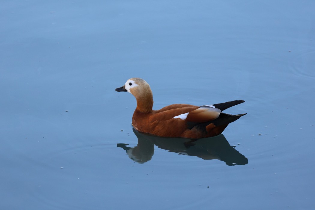Angıt