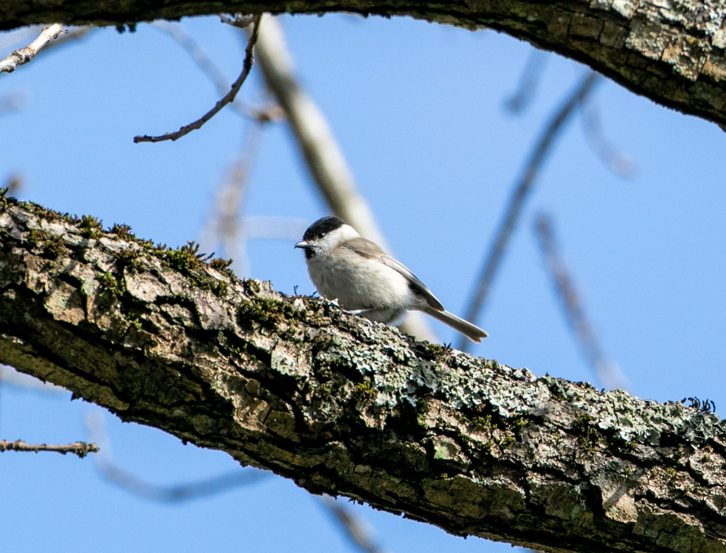 Marsh Tit