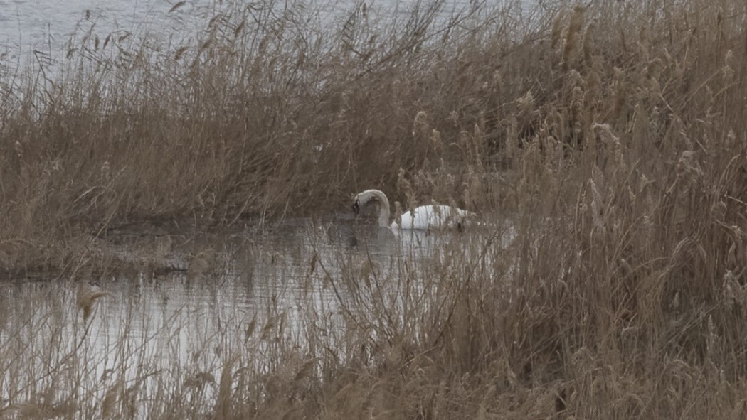 Mute Swan
