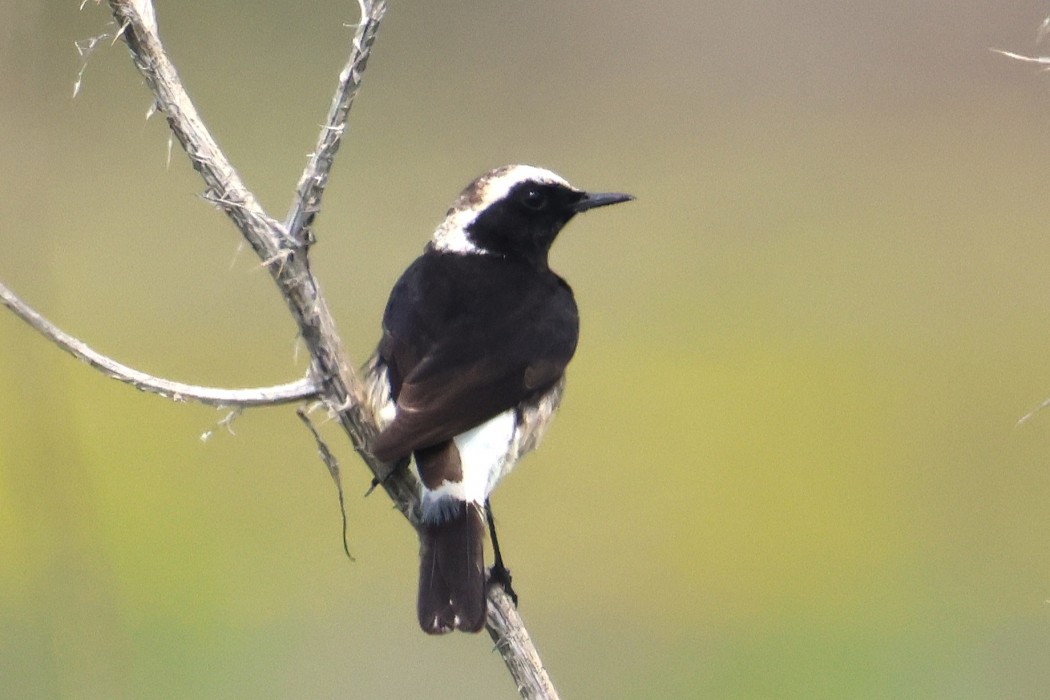 Cyprus Wheatear