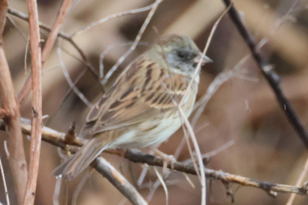 Black-faced Bunting