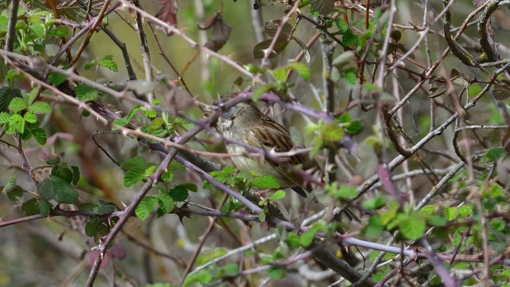 Black-faced Bunting