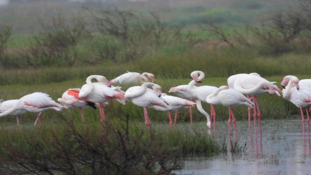 Flamingo