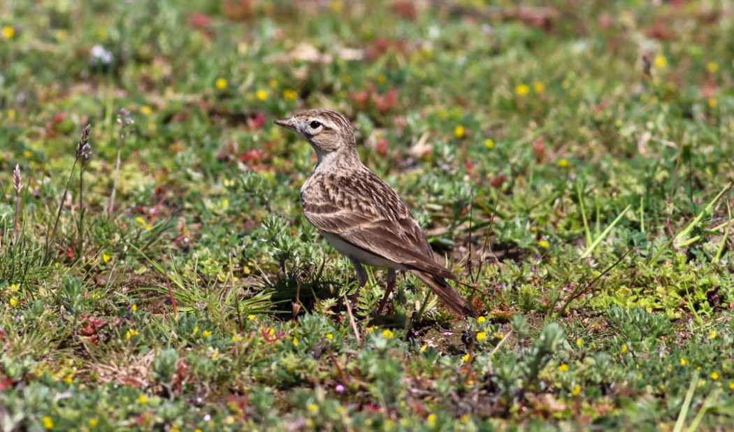 Greater Short-toed Lark