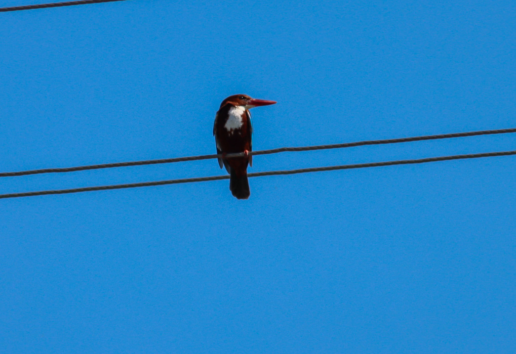 White-throated Kingfisher