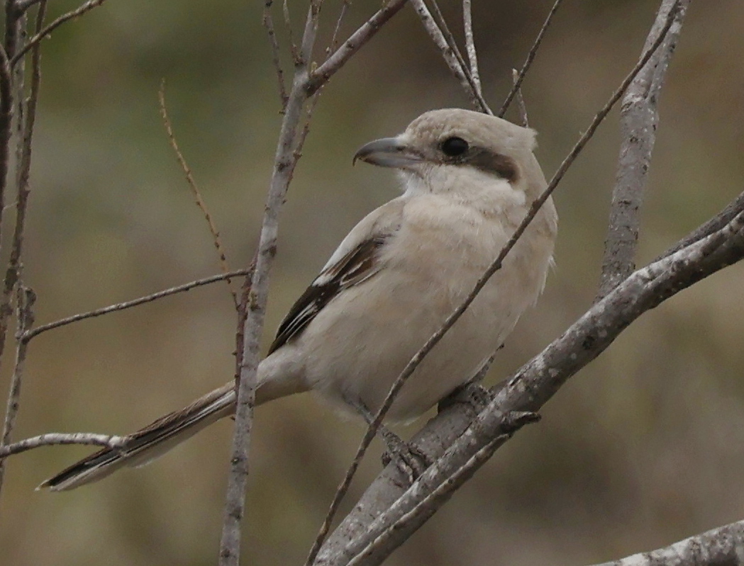 Great Grey Shrike
