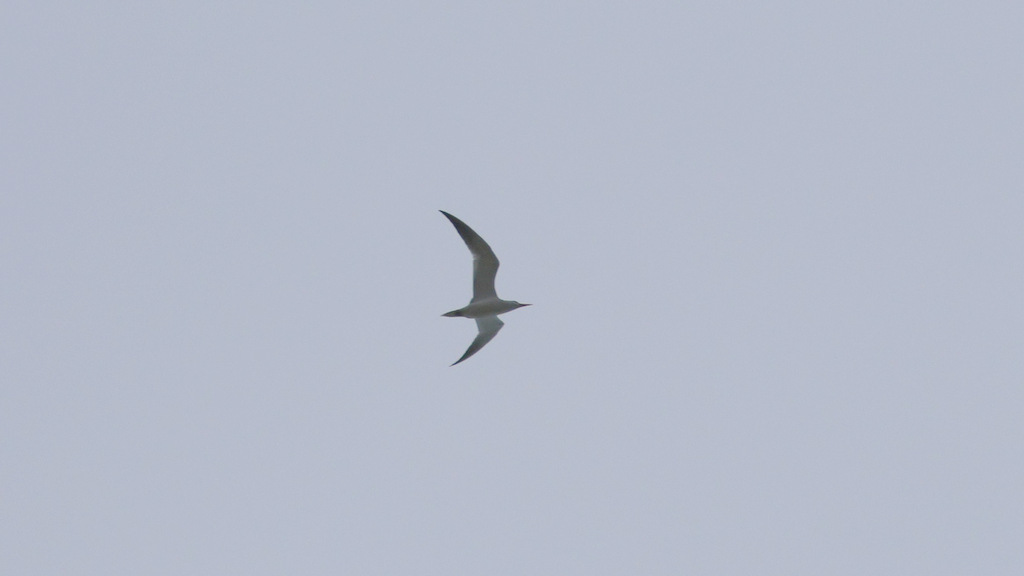 Caspian Tern