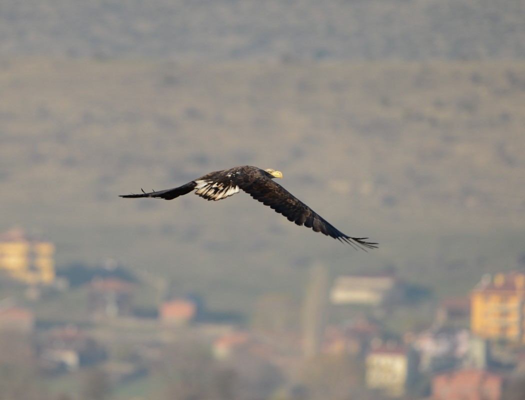 Akkuyruklu Kartal
