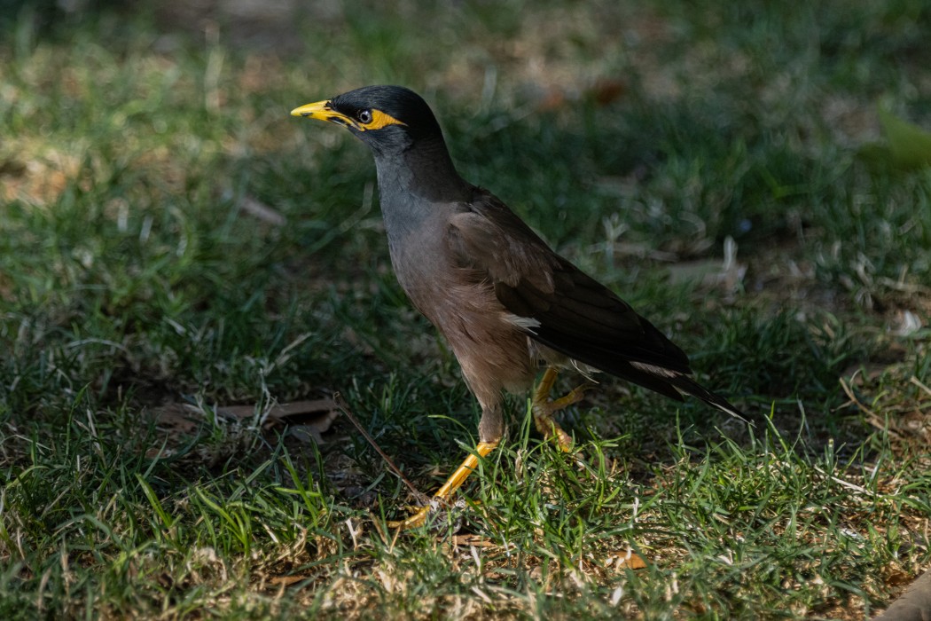 Common Myna