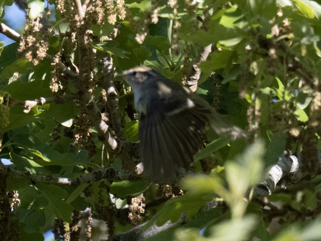 Akkaşlı Çıvgın