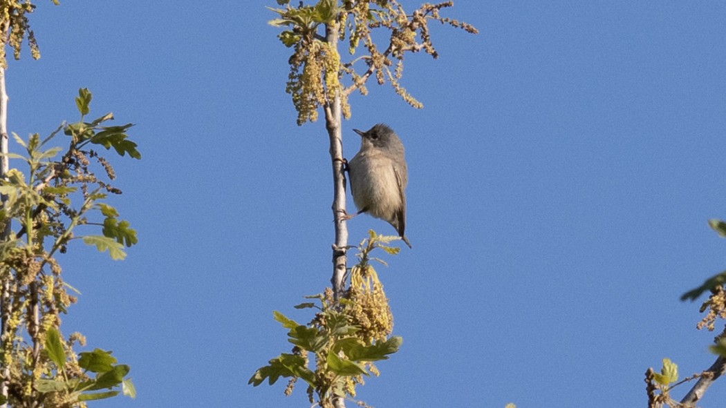 Lesser Whitethroat