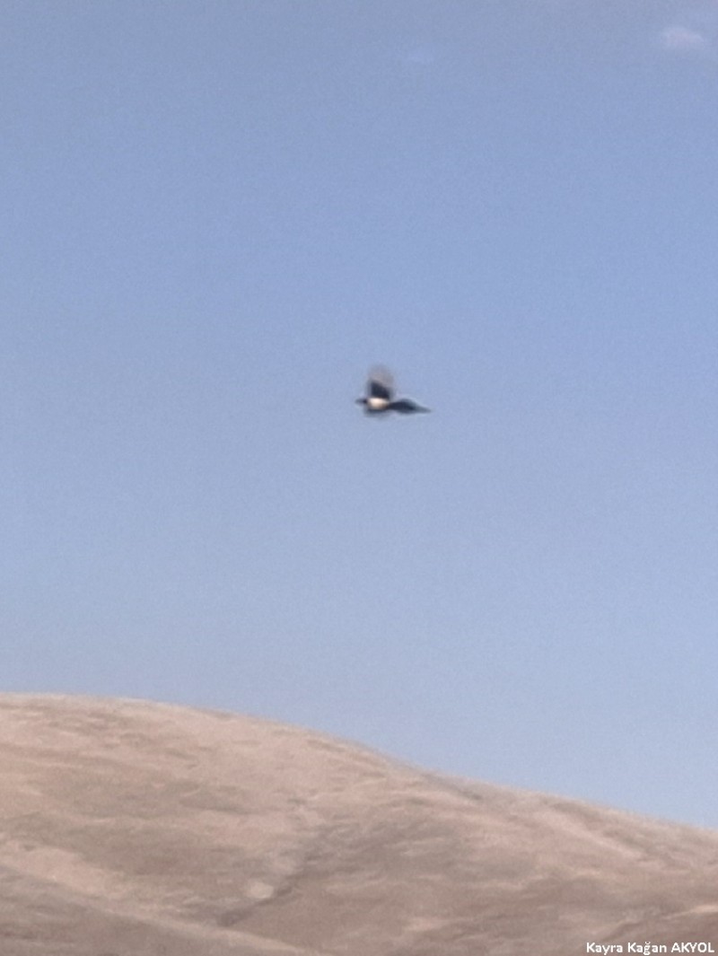 Saksağan