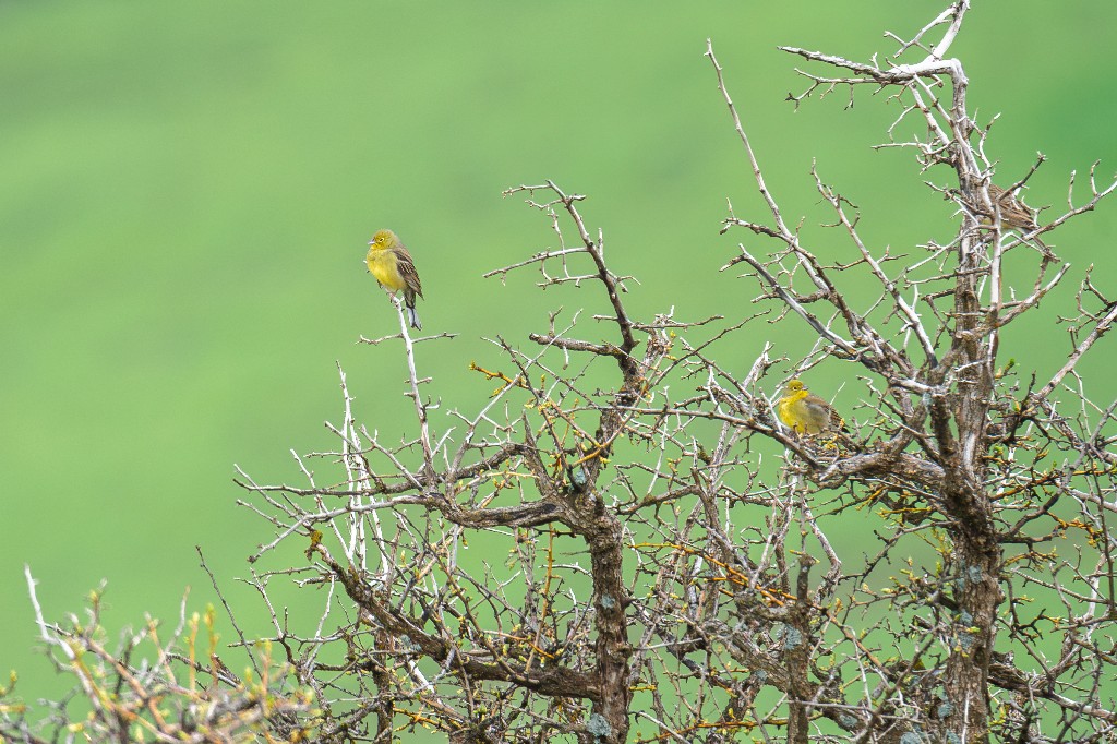 Cinereous Bunting