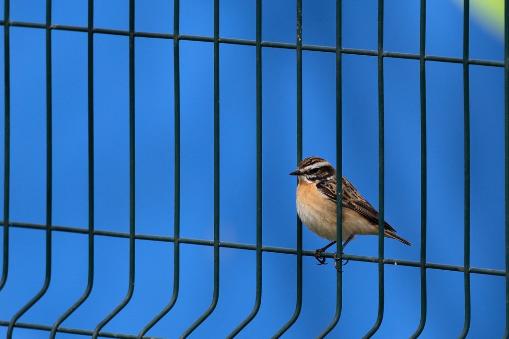 Whinchat