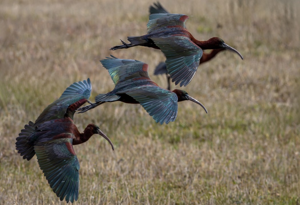 Glossy Ibis
