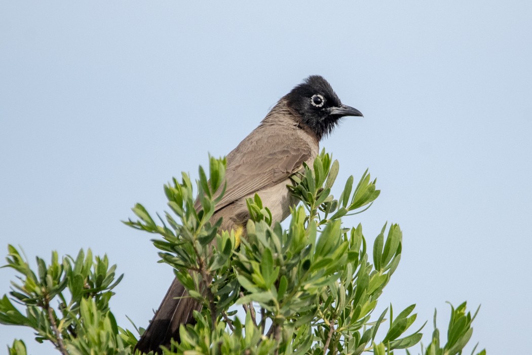 White-spectacled Bulbul