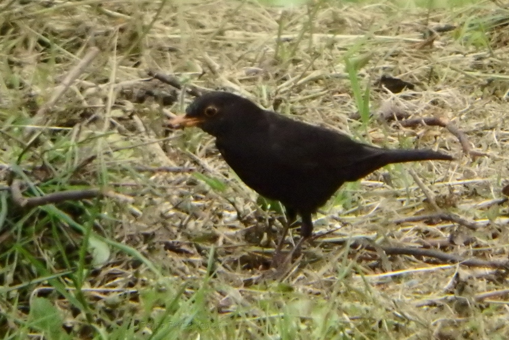 Karatavuk