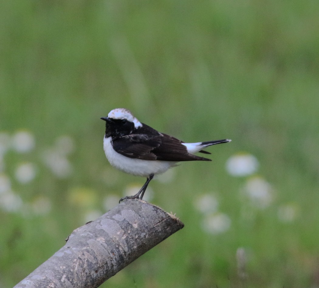 Pied Wheatear
