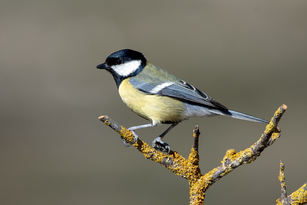 Great Tit