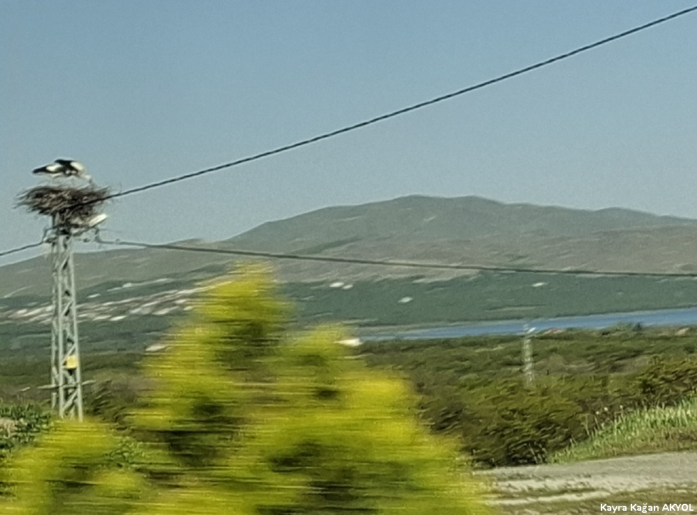 Leylek