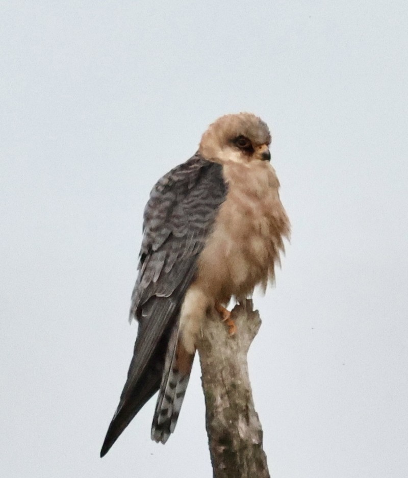 Red-footed Falcon