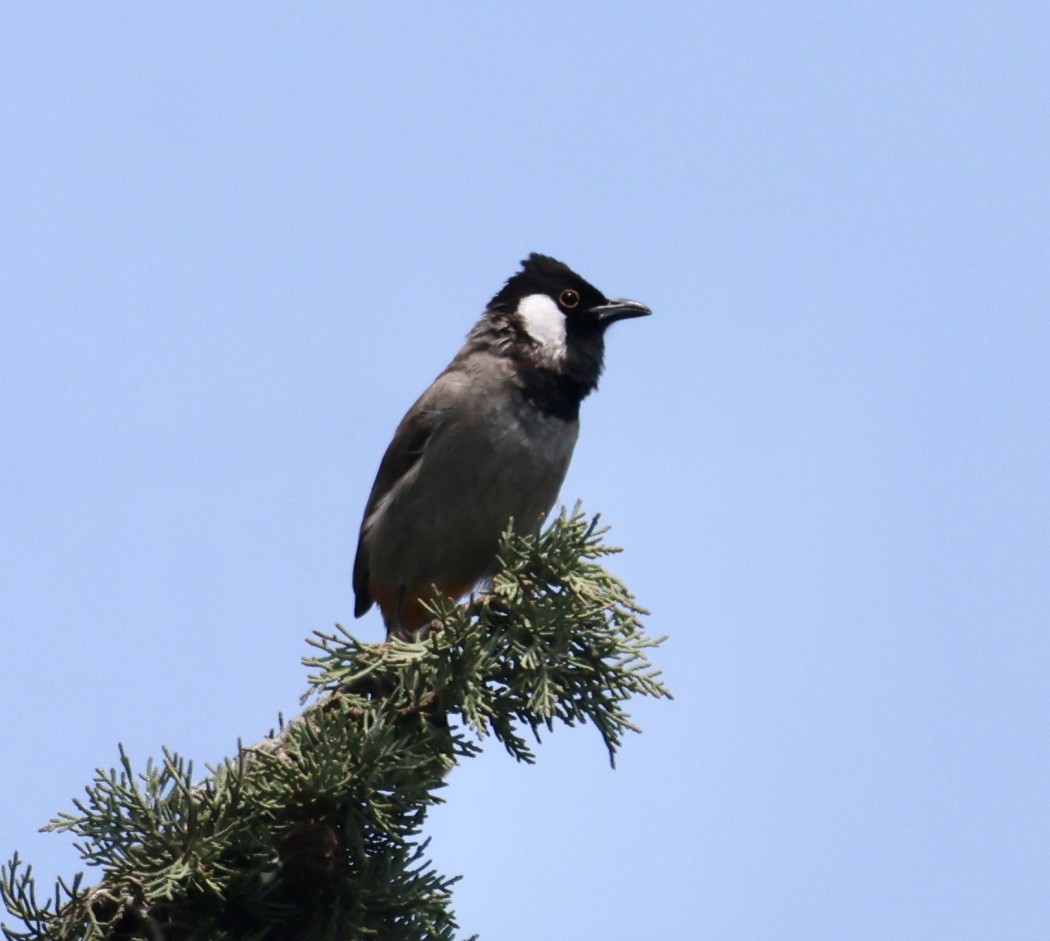 White-eared Bulbul