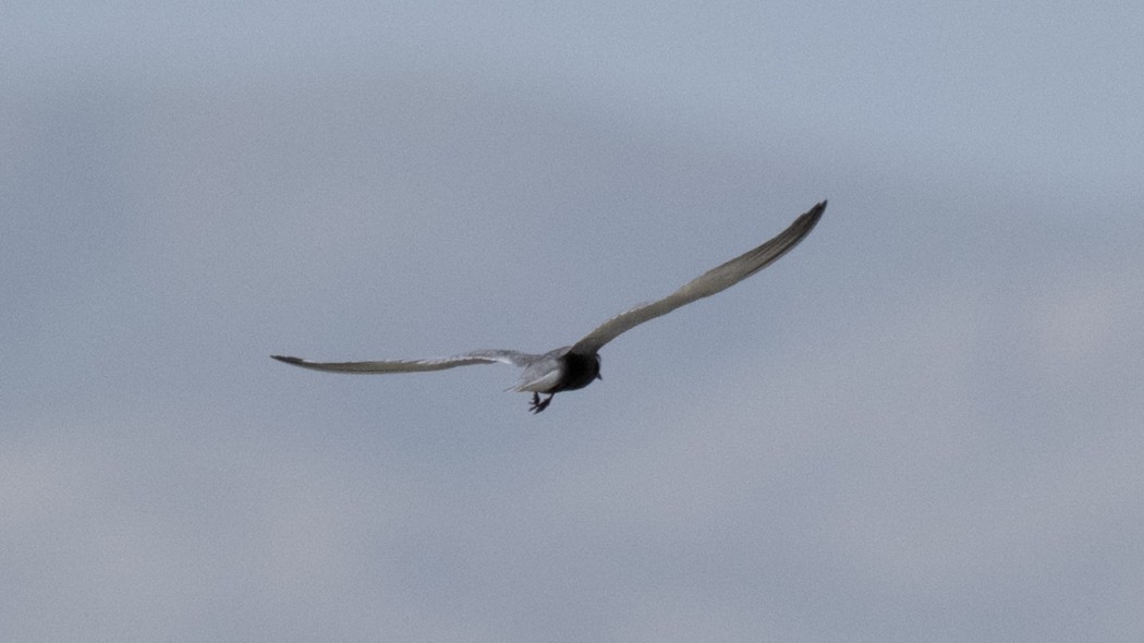 Kara Sumru