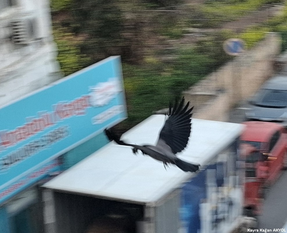 Leş Kargası