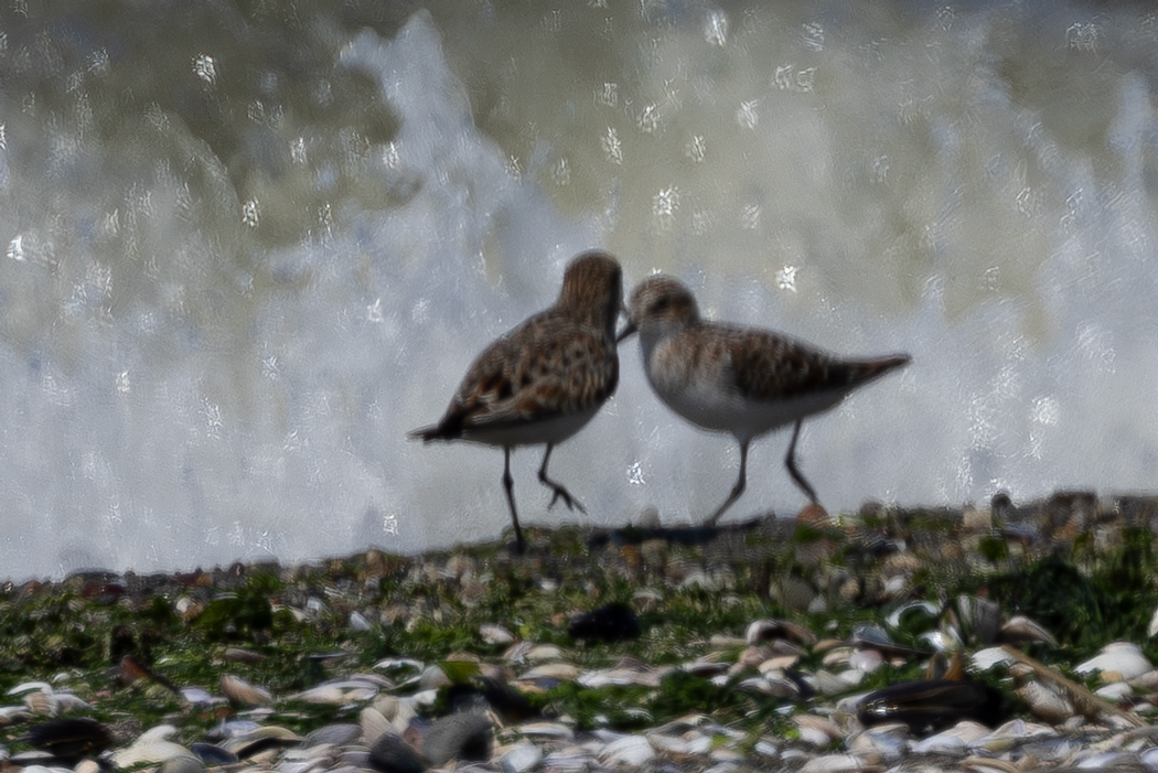 Little Stint