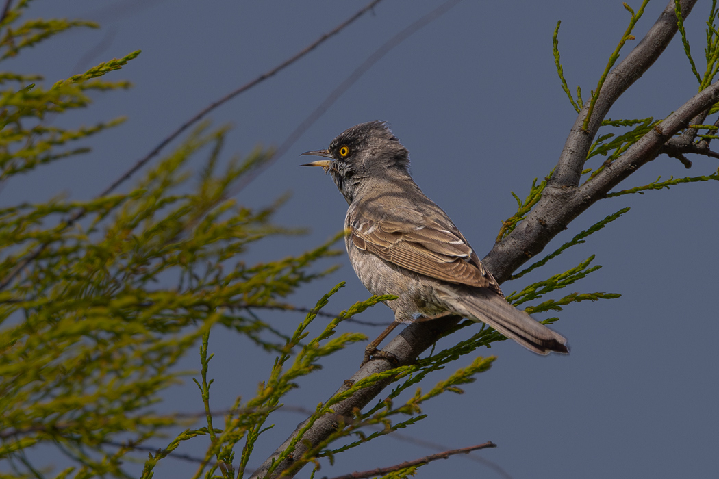 Barred Warbler